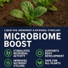 Microbiome Boost Soil Amendment – Natural Microbial Catalyst for Root