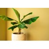 Gardenera Premium Banana Tree Potting Mix - Expertly Formulated Blend