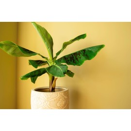 Gardenera Premium Banana Tree Potting Mix - Expertly Formulated Blend for Optimal Growth and Fruit Production - Ideal for All Varieties of Banana Trees (2 Quart)