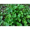 Ishigakijima Tsubokusa Tea 100% Gotsukora Small 0.4 oz (10 g)