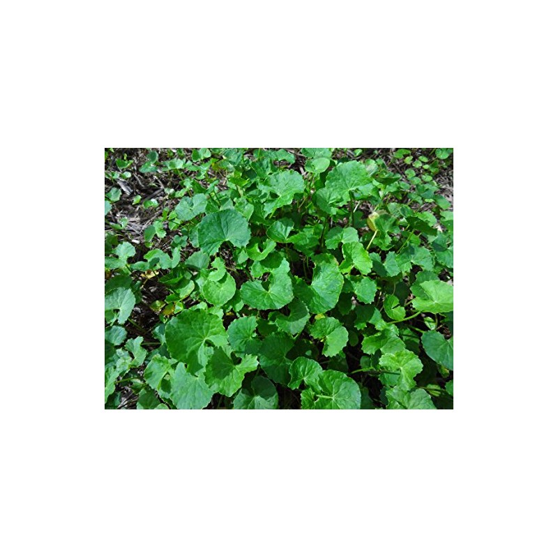 Ishigakijima Tsubokusa Tea 100% Gotsukora Small 0.4 oz (10 g)