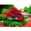 sunshine master Live Japanese Red/Green Maple Bloodgood Tree Well Rooted