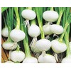Instant Latch 250 Barletta Onion Seeds | Non-GMO | Heirloom