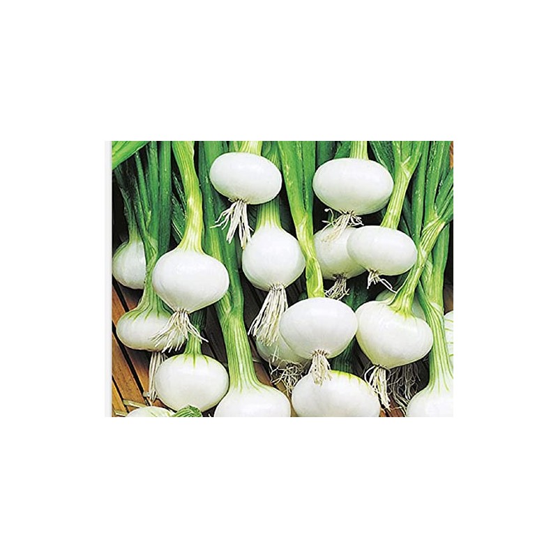 Instant Latch 250 Barletta Onion Seeds | Non-GMO | Heirloom