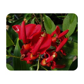 RED Jade Dwarf Tropical Red Orange Flowering Live Brazilian Fast Growing Arbor Vine Hardy Butterfly Plant Starter Size 4 Inch Pot Emerald R