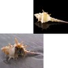 Luckybaby Shell Hermit Crab Shells Medium Small Mini Turbo Seashell