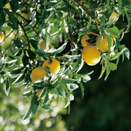 Organic Yuzu Ponzu - 8.5 fl oz - Japanese Citrus Fruits and Soy Dressing - Tangy Savory Sauce with Umami Flavor - Product of Japan