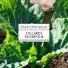 Field and Forage Seed Co. Collard 'Champion' | Brassica oleracea