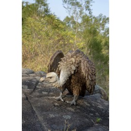 Hi-Line Gift Ltd. Medium Bald Eagle, Brown