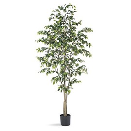 Petals - Ficus Benjamin Silk Tree - Handcrafted - Amazingly Lifelike - Natural Beauty (5-Foot)