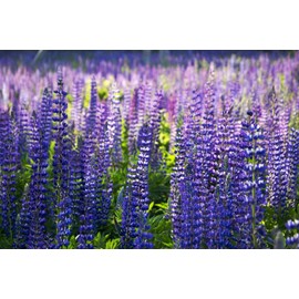 CEMEHA SEEDS - Blue Lupin Perennial Flowers for Planting