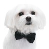 Elegant Pups Classy Formal Black Bow Tie, Collar and Leash