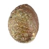 Soul Sticks Abalone Shell for Smudging 4–6" with Wooden Tripod