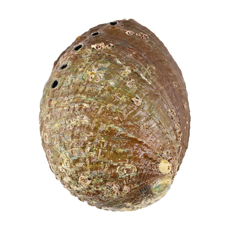 Soul Sticks Abalone Shell for Smudging 4–6" with Wooden Tripod