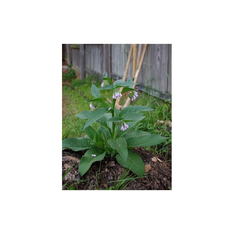 Comfrey - Live Plants (Symphytum ×  uplandicum) - Bocking 14