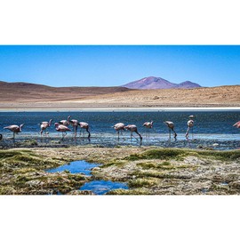 World Traveler's Puzzles - 1000 Piece Nature Jigsaw Puzzle for Adults & Families - Wildlife Photography of Pink Flamingos in Salar de Uyuni, Bolivia - Unique Gift Idea for Puzzle & Travel Lovers