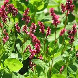 Palm Beach Medicinal Herbs - Japanese Indigo (Persicaria tinctoria) - Packet of 50 Seeds