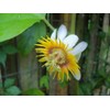 Vine Yellow Holosericea Passiflora Passion Fruit "STARTER" Plant
