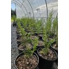 Simple Tree Fast Draining Mix, Indoor Outdoor, Organic, Soil-less, Peat-Free,