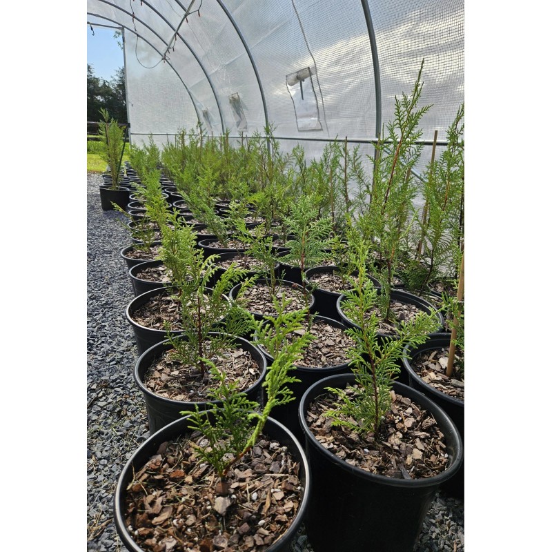 Simple Tree Fast Draining Mix, Indoor Outdoor, Organic, Soil-less, Peat-Free,