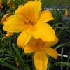 Unbranded BUTTERED POPCORN 3 Daylily root fans