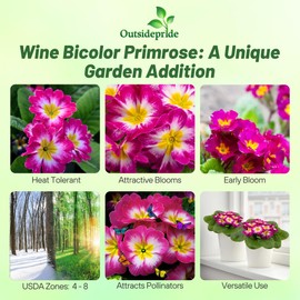 Outsidepride Danova Wine Bicolor Common Primrose Seeds - 25 Pcs Annual, Hardy, Easy to Grow & Low Maintenance Flower Seeds for Planting Vibrant Blooms, for Containers, Borders & Erosion Control