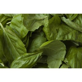 2000 Genovese Basil Seeds Ocimum basilicum Herb Non-GMO