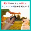 Aselect Clicker Dog Clicker Clicker Dog Clicker Bird Cat Clicker