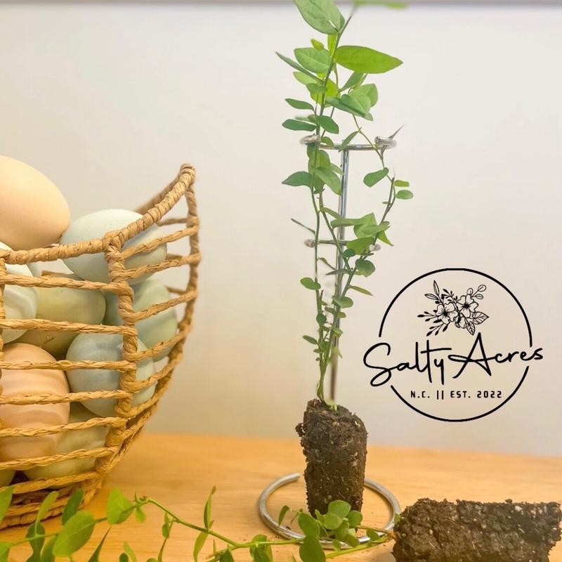 Emerald Blueberry Starter Plant - Specification: 1 Pack