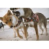 Hurtta Go Harness Padded Dog Harness for Small and Large