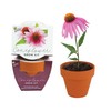 BUZZY Seeds Terracotta Mini Grow Pots | Herb, Plant, Flower
