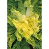 Salerno Seeds Escarole Gigante Degli Ortolani 7 Grams Made in Italy Italian Non-GMO
