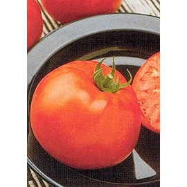 Jetsetter Tomato Seeds