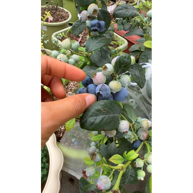 Blueberry Seeds for Planting 200 Pcs