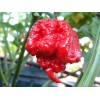 American Seed 1000 Carolina Reaper Chili Pepper Seeds World Record