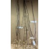 Live plant Catalpa speciosa , 2 year old 2-3 ft