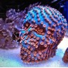 Reef-Geeks Novelty Growout Skull, Coral Frag plug, frag rock, frag