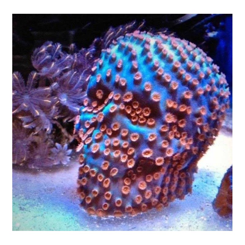 Reef-Geeks Novelty Growout Skull, Coral Frag plug, frag rock, frag