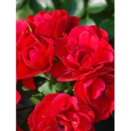 Rosa Flower Carpet® Scarlet (Groundcover Rose)