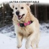 Collar para Perros Impermeable IP68 Mejorado con Soporte para AirTag