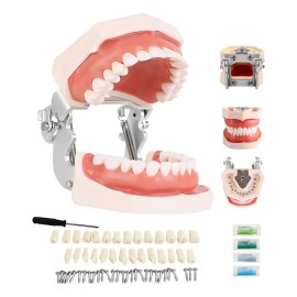Tipodonto Dientes Articulado Tipo Nissiin Encía Suave