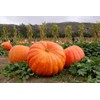 Giant Pumpkin Titan 10 Seeds for Planting Large Oversized Squash