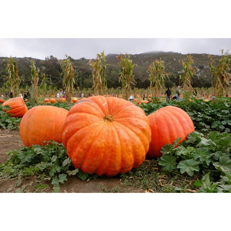 Giant Pumpkin Titan 10 Seeds for Planting Large Oversized Squash