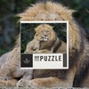 Lantern Press 1000 Piece Jigsaw Puzzle, Lion and Cub Cuddle