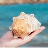 Giant Natural Conch Shell, Striped Fox Conch Seashell 1 Shell