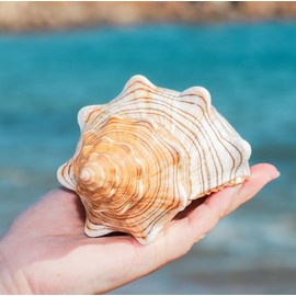 Giant Natural Conch Shell, Striped Fox Conch Seashell 1 Shell 6-7 inches, Large Sea Shell for Vase Filler, Air Plants, Wedding Decor Beach Theme Party