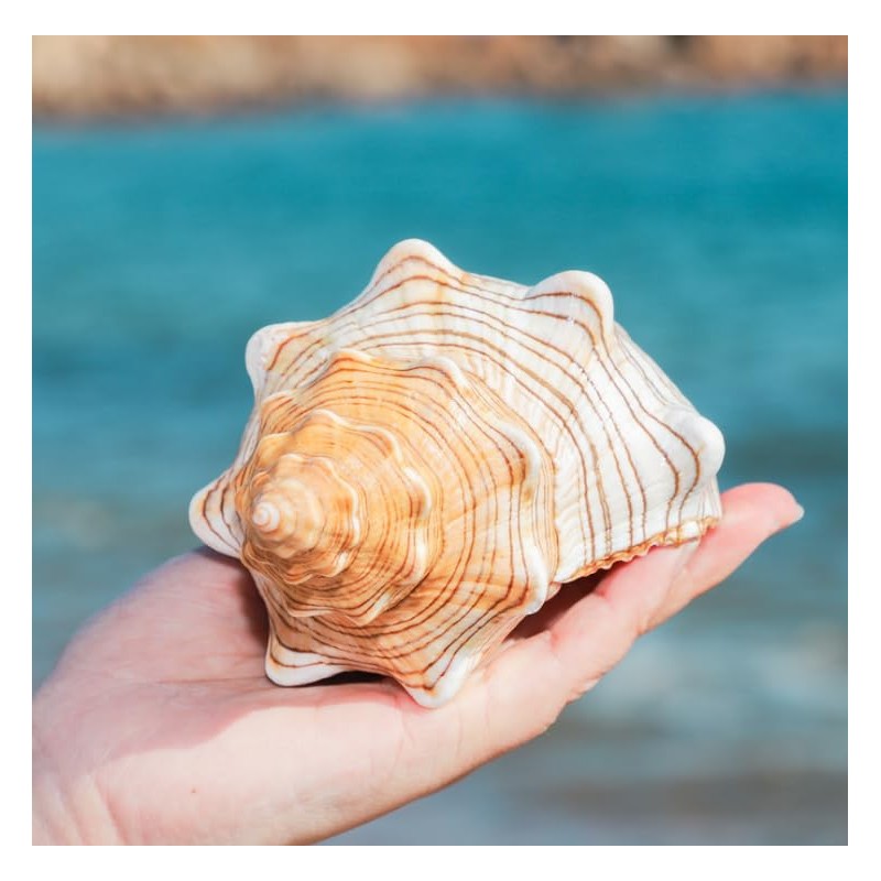 Giant Natural Conch Shell, Striped Fox Conch Seashell 1 Shell