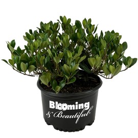 Blooming & Beautiful - Eleanor Taber Indian Hawthorn - 3 gal - Compact Evergreen Shrub - Green Foliage - Fragrant Pink Cluster Flowers - Zones 7-10 - Rhaphiolepis Indica 'Conor' PP9398-3 Gallon Pot