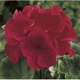 Geranium Zonal Maverick Series Red Seeds