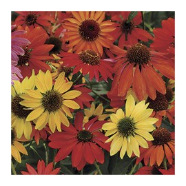 Park Seed Cheyenne Spirit Coneflower Seeds, Award Winning and Stunning, Pack of 15 Seeds